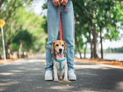 dog walking calmly on a leash in an urban environment
